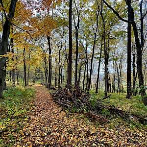 Ergebnisse & Bilder - 1. Holzbogen Turnier